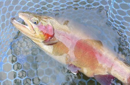 午後は絶好調！ ～岡崎トラウトポンド～